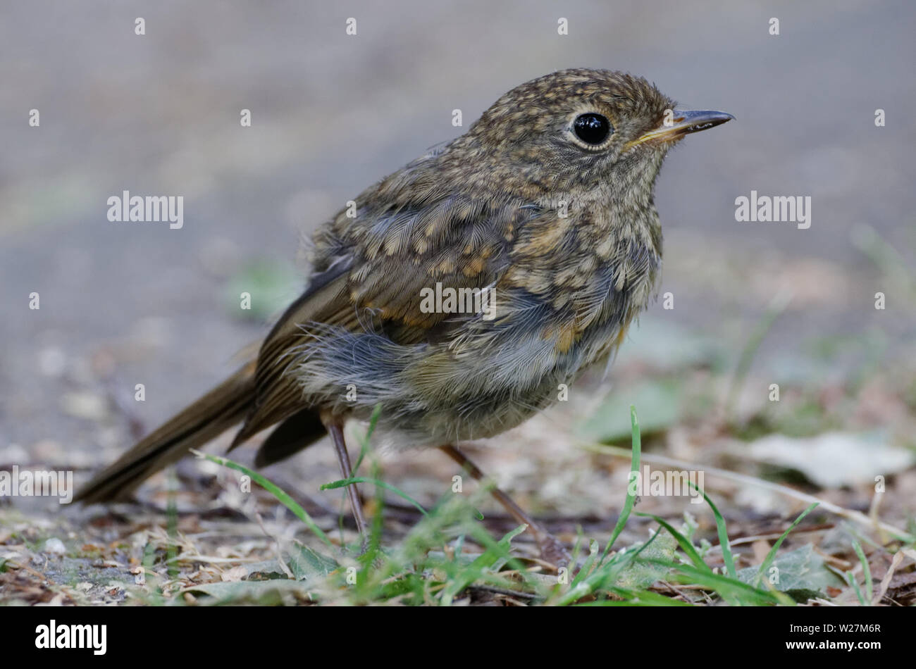 juvenile-female-blackbird-hi-res-stock-photography-and-images-alamy