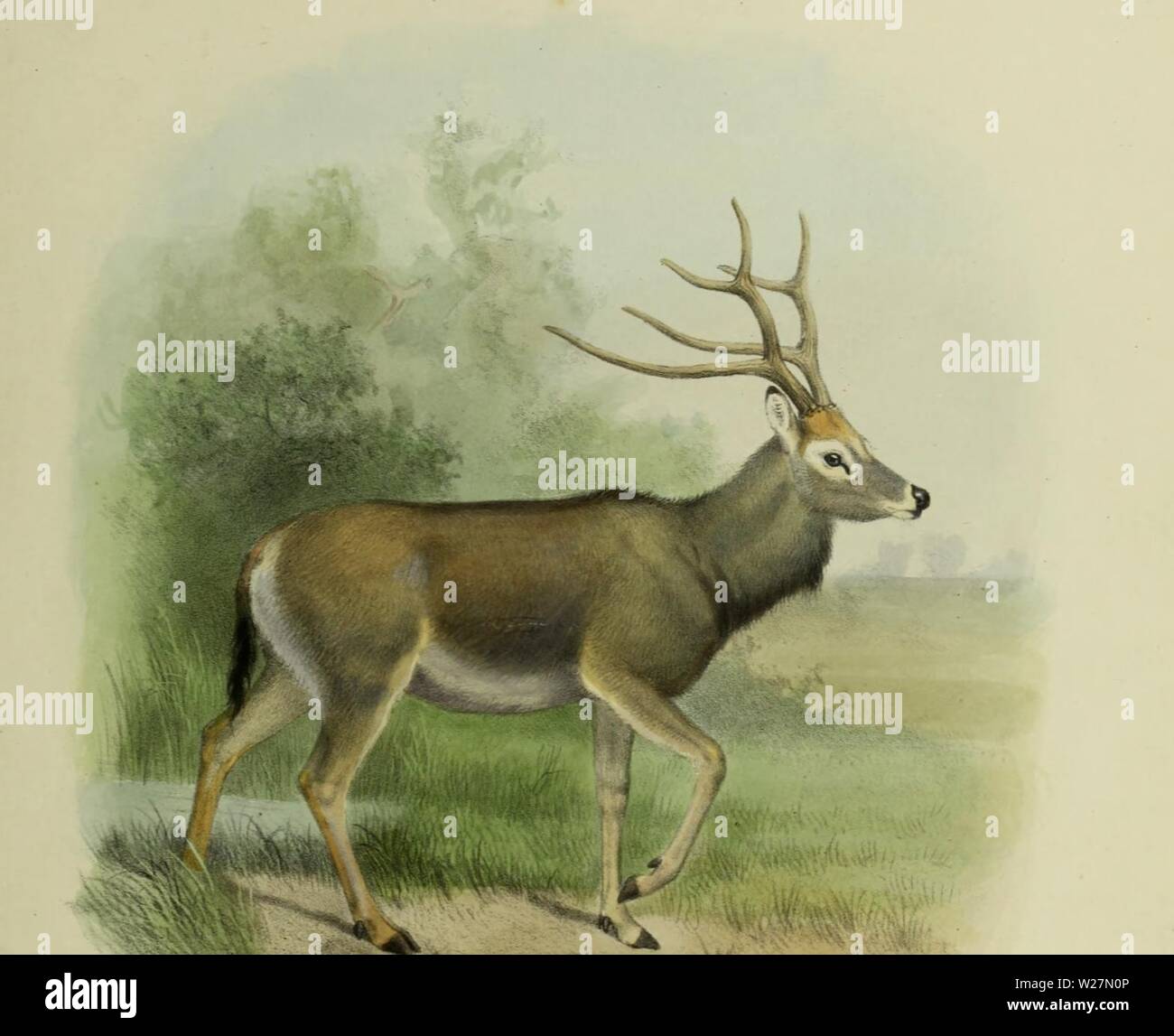 Archive image from page 296 of The deer of all lands; Stock Photo