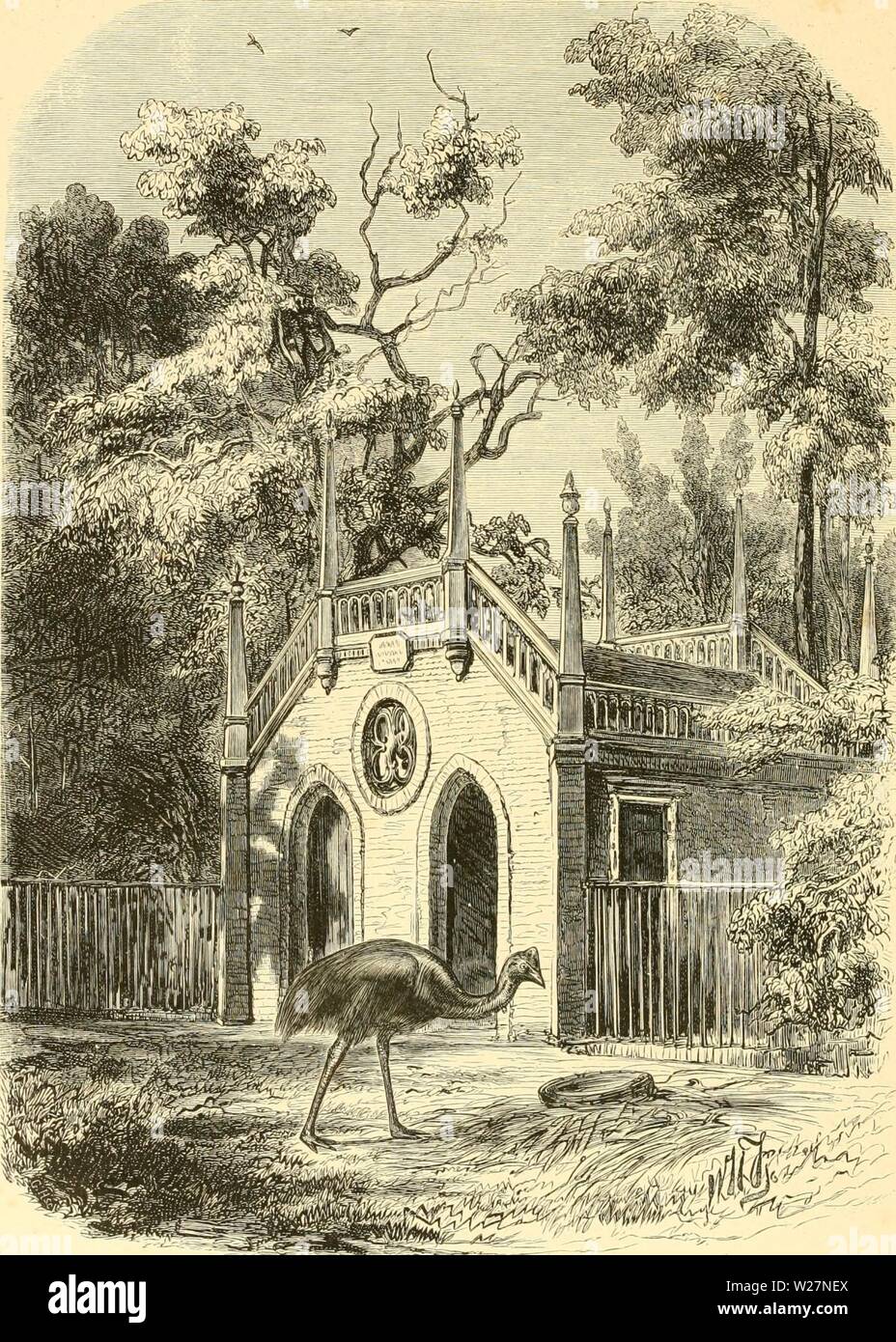 Archive image from page 299 of De Dierentuin van het Koninklijk. De Dierentuin van het Koninklijk Zoologisch Genootschap Natura Artis Magistra te Amsterdam dedierentuinvanh00schl Year: 1872 HET VERBLIJF VAN DEN GEELBEF CASUARIS. Stock Photo