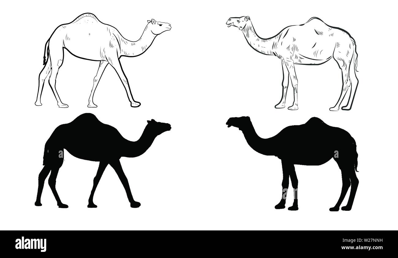 Set of Camel Vector Stock Vector