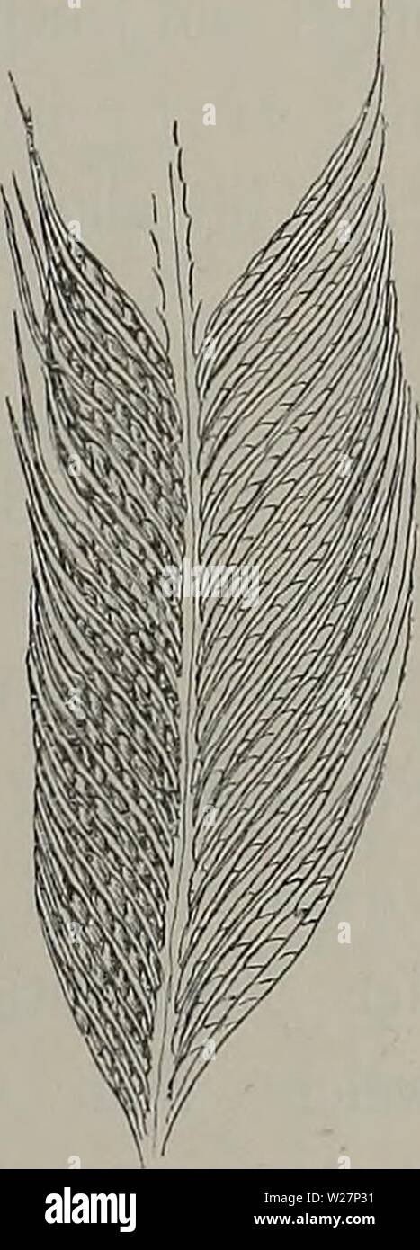 Archive image from page 302 of Denkschriften der Medicinisch-Naturwissenschaftlichen Gesellschaft zu. Denkschriften der Medicinisch-Naturwissenschaftlichen Gesellschaft zu Jena denkschriftender1104medi Year: 1879 Stock Photo