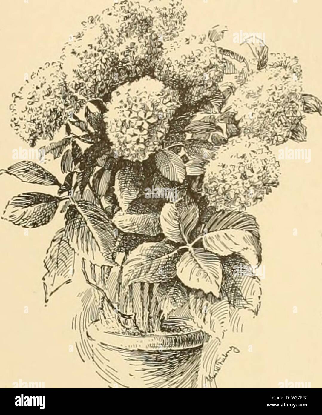 1732 33 High Resolution Stock Photography And Images Alamy