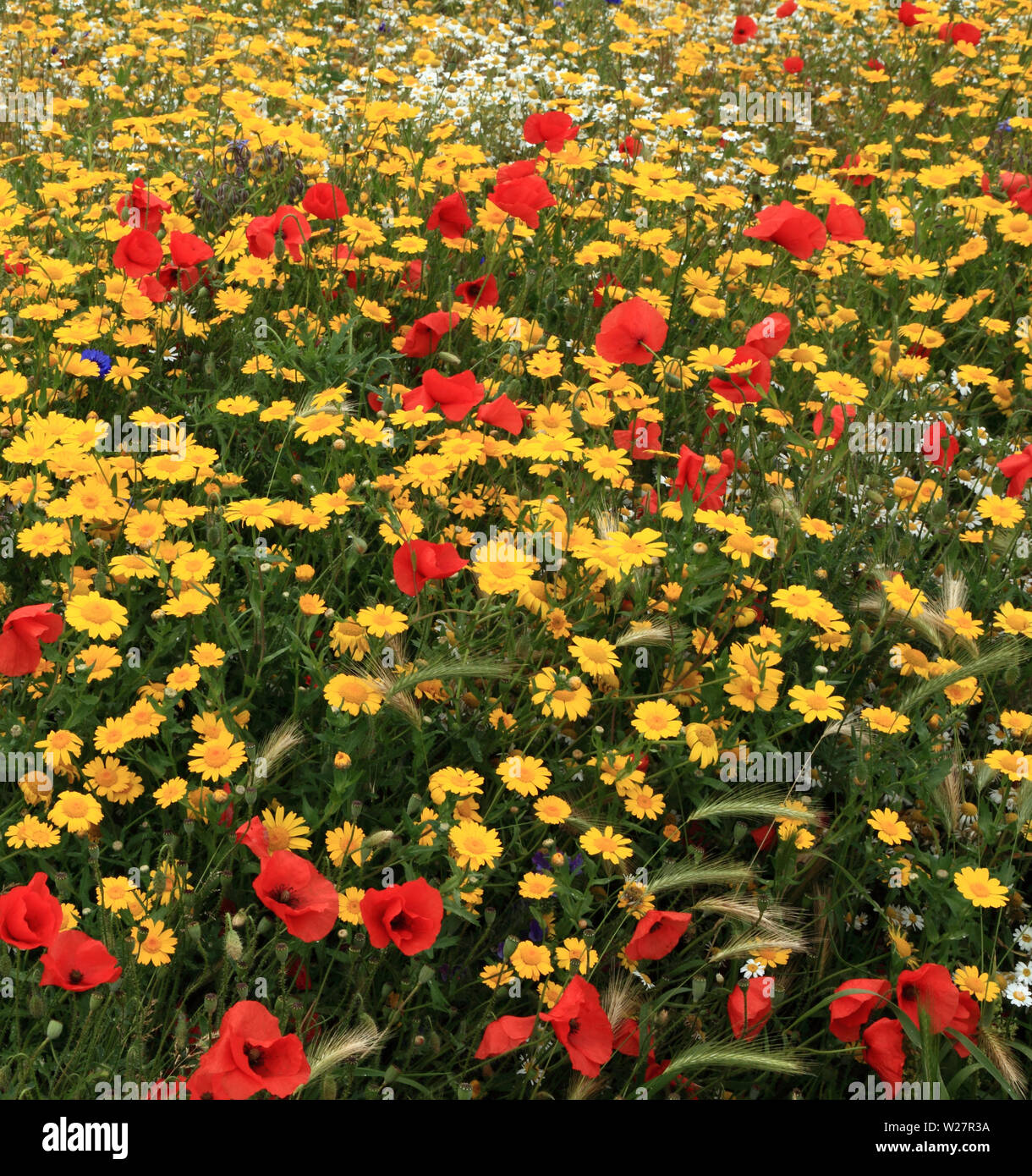Wild flower garden, field poppy, poppies, corn marigold, cornflower, colourful Stock Photo