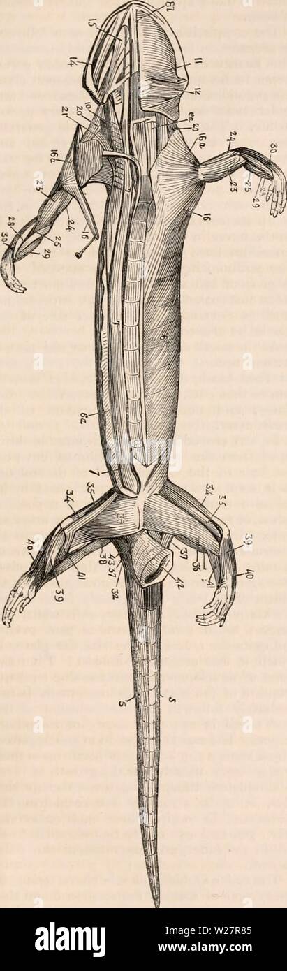 Archive image from page 308 of The cyclopædia of anatomy and. The cyclopædia of anatomy and physiology  cyclopdiaofana0401todd Year: 1847  REPTILIA. 287 interims (£.208,23), and the triceps extensor of the fore-arm. Fig. 208.    Muscles of Salamander terrestris. On the fore-arm may be distinguished the flexor carpi radialis (25), the flexor carpi ulnaris (fig. 207, 26), the extensor carpi ulnaris (27), the extensor carpi radialis (fig. 208, 28), a flexor com munis digitorum (29), and an extensor communis digitorum (30). Muscles of tlic hinder Extremity. — The thick flexor of the thigh (fig. 20 Stock Photo