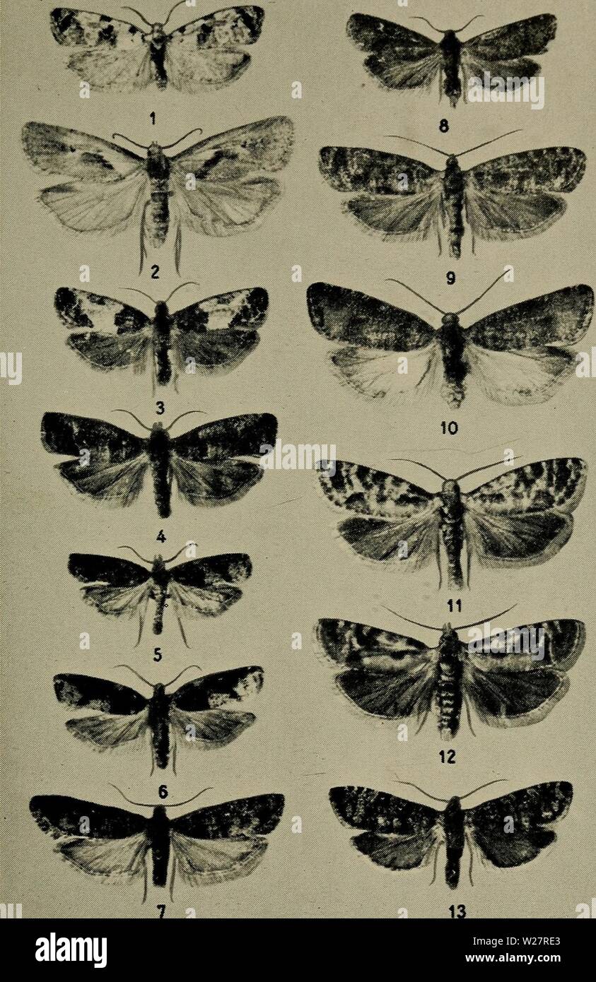 Archive image from page 310 of Danmarks fauna; illustrerede haandbøger over. Danmarks fauna; illustrerede haandbøger over den danske dyreverden..  danmarksfaunaill61dans Year: 1907  Tavle XV.    1. Phtheochroa sodaliana, 2. Hysterosia inopiana, 3. Spilonota ocellana, 4. do. var. lariciana, 5 og 6. Acroclita naevana, 7. Eve- tria duplana, 8. E. posticana, 9. E. pinivorana, 10. E. turionana, 11. E. pinicolana, 12. E. buoliana, 13. E. resinella. Stock Photo