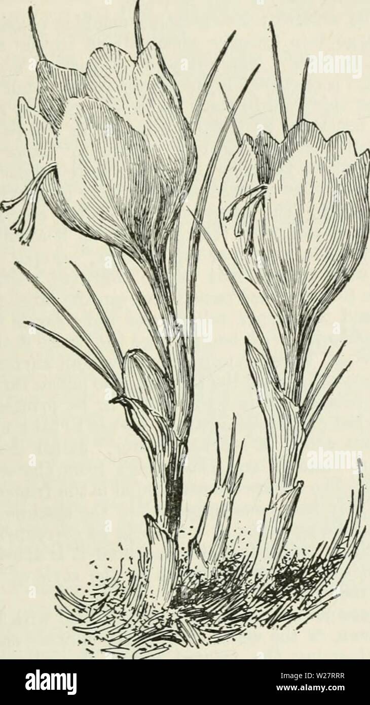 Archive image from page 312 of Cyclopedia of farm crops Stock Photo