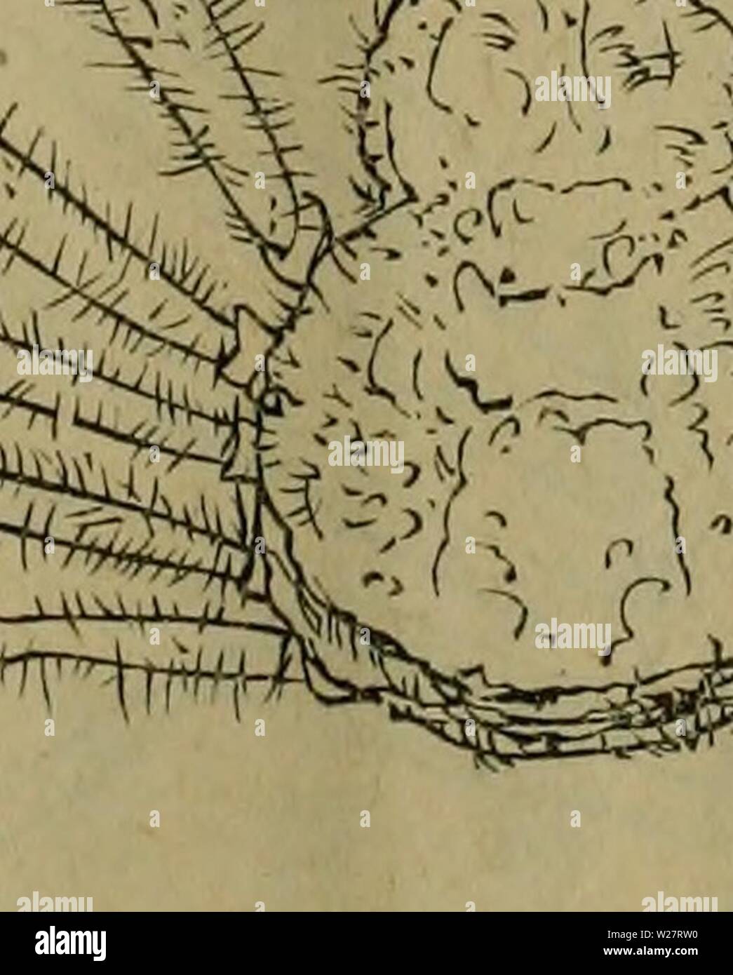 Archive image from page 312 of Dbutsugaku zasshi (1889) Stock Photo