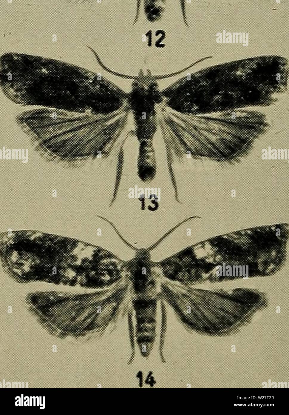 Archive image from page 313 of Danmarks fauna; illustrerede haandbøger over. Danmarks fauna; illustrerede haandbøger over den danske dyreverden..  danmarksfaunaill61dans Year: 1907  iff.'w    1. Semasia cruciana, 2. S. vacciniana, 3. S. gimmerthaliana, 4. S. simplana, 5. S. rubiginosana, 6. S. ramella, 7. do. ab. costana, 8. S. quadrana, 9. S. diniana, 10. S. rufimitrana, 11. S. ratzeburgiana, 12 og 13, S. stroemiana, 14. S. trimaculana. Stock Photo