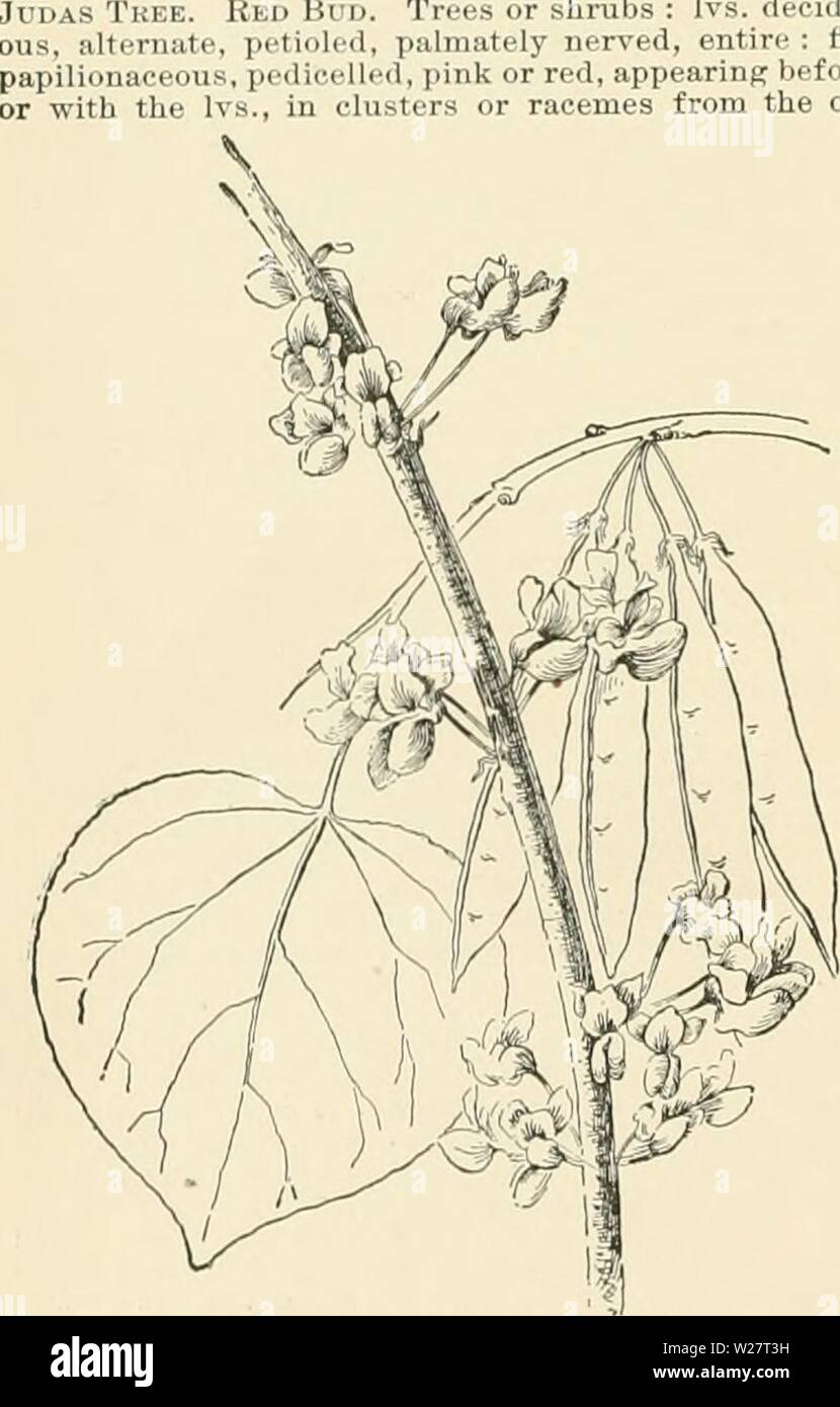 Archive image from page 313 of Cyclopedia of American horticulture, comprising. Cyclopedia of American horticulture, comprising suggestions for cultivation of horticultural plants, descriptions of the species of fruits, vegetables, flowers, and ornamental plants sold in the United States and Canada, together with geographical and biographical sketches  cyclopediaofam01bail Year: 1900  278 CERATOZAMIA CERCOCAKPUS long or more, lanceolate : cones produced annually on separate plants; female cones 9-12 in. long, 4-6 in. thick, the scales 2-horned ; male cones narrower, longer, on a hairy stalk, t Stock Photo
