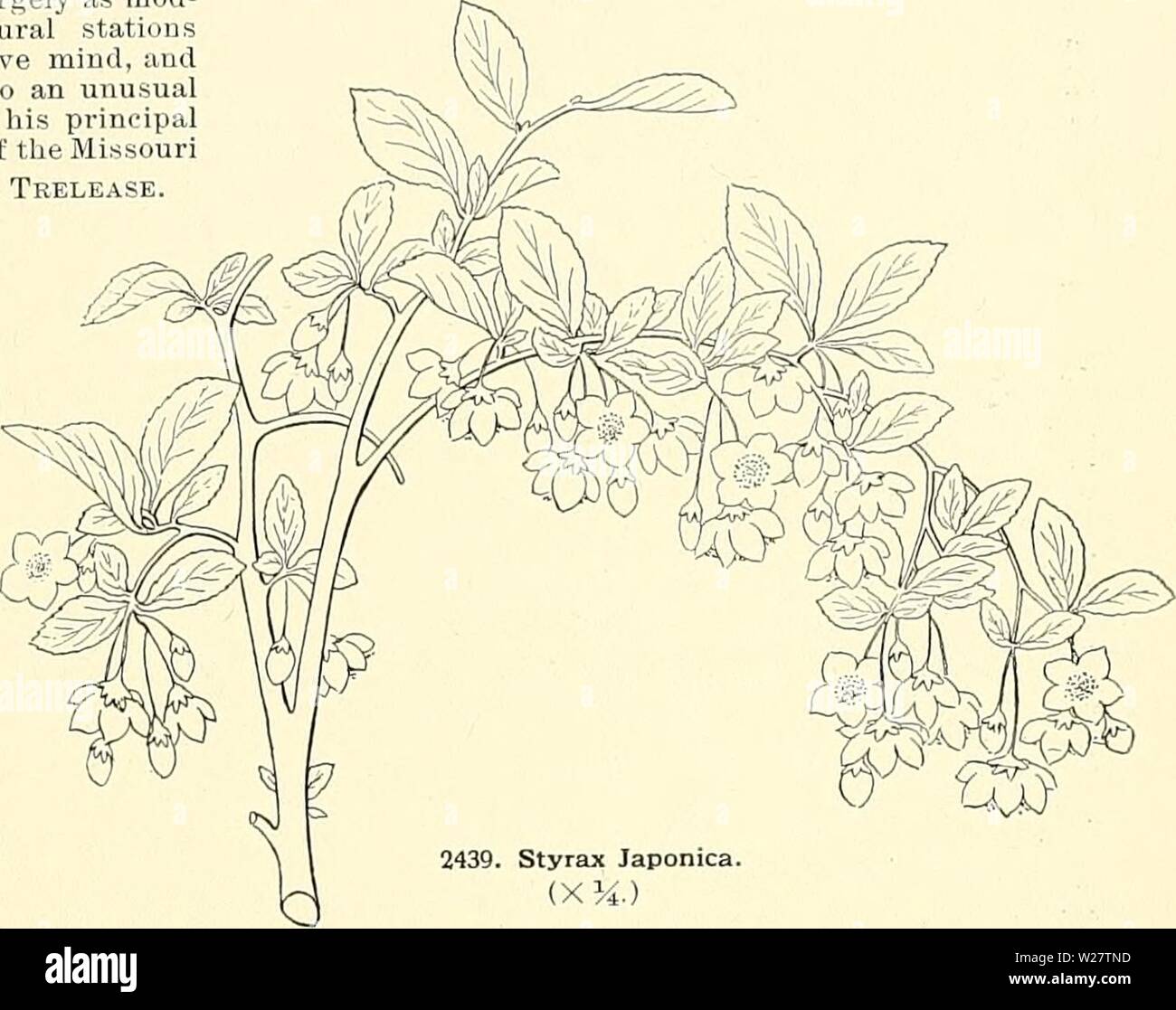 Archive Image From Page 316 Of Cyclopedia Of American