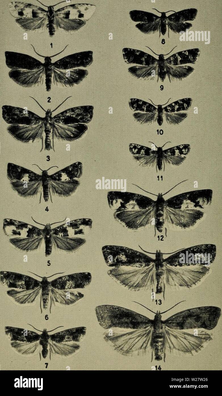 Archive image from page 317 of Danmarks fauna; illustrerede haandbøger over. Danmarks fauna; illustrerede haandbøger over den danske dyreverden..  danmarksfaunaill61dans Year: 1907  Tavle XXII.    1. Eucosma bilunana, 2 og 3. E. nisella, 4. E. graphana, 5. E. de- marniana, 6. E. tetraquetrana, 7. E. immundana, 8. E. nigricana, 9. E. proximana, 10. E. tedella, 11. E. nemorivaga, 12. E. similana, 13. E. ophthalmicana, 14. E. sordidana. Stock Photo