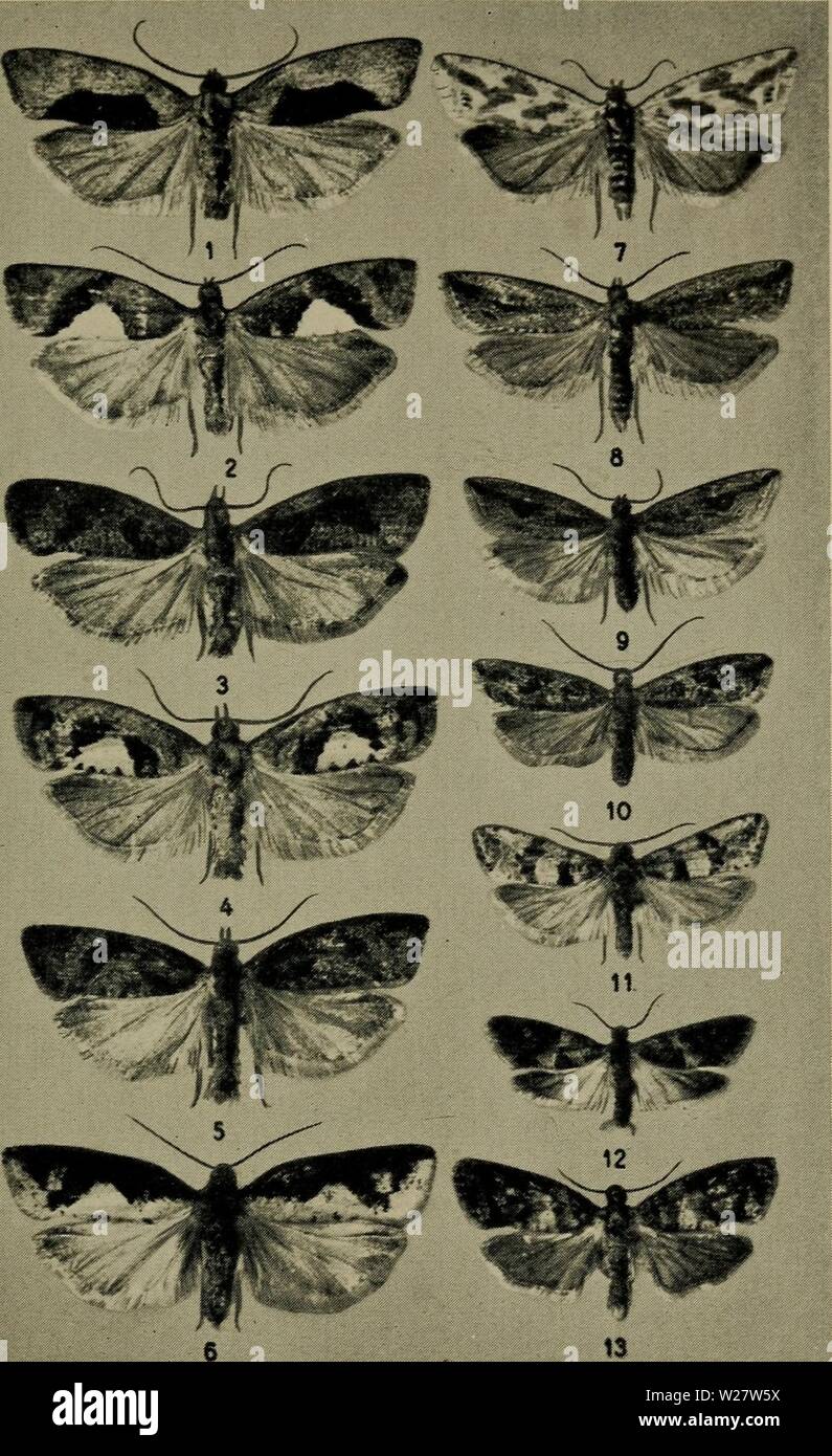 Archive image from page 318 of Danmarks fauna; illustrerede haandbøger over. Danmarks fauna; illustrerede haandbøger over den danske dyreverden..  danmarksfaunaill61dans Year: 1907  Tavle XXIII.    1, 2 og 3. Eucosma solandriana, 4. E. brunnichana, 5 og 6. E. semi- fuscana, 7. Thiodia citrana, 8. Bactra robustana, 9. B. lanceolana, 10. B. furfurana, 11. Polychrosis littoralis, 12. Lobesia permixtana, 13. Cymolomia hartigiana. Stock Photo