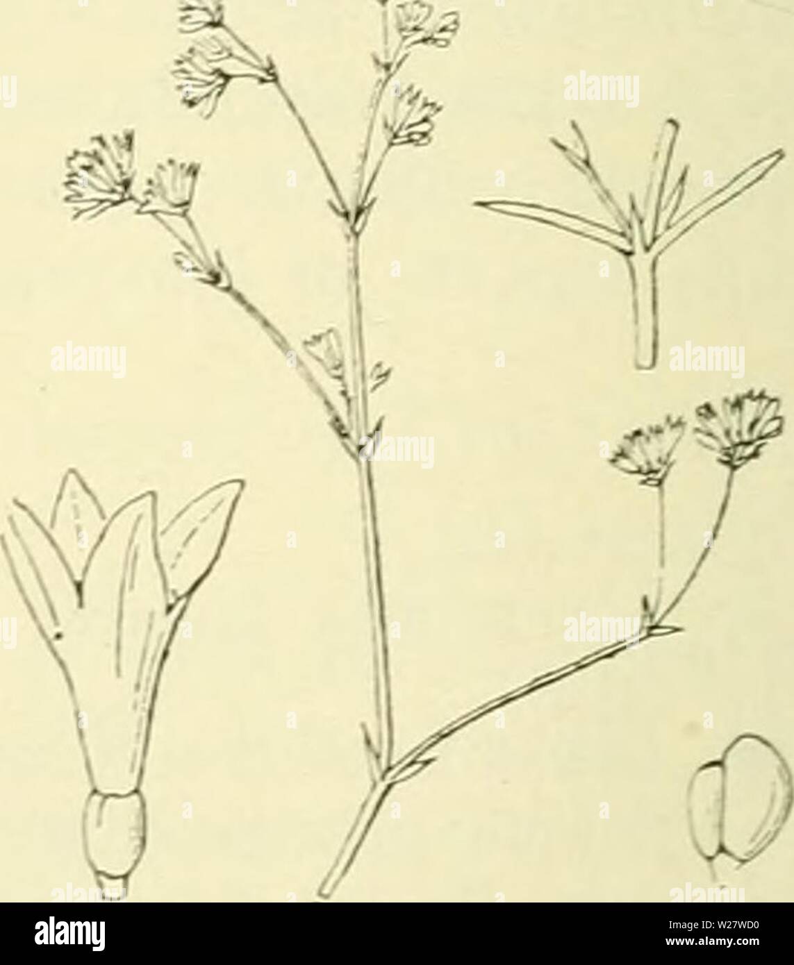 Archive image from page 319 of De flora van Nederland (1909-11). De flora van Nederland  defloravannederl03heuk Year: 1909-11.  Asperula Aparine Fig. 369. de rijpheid der vrucht fijnkorrelig trechtervormig, met een buis, die nauwelijks langer is dan de 4-spletige zoom en is van buiten ruw en vaak rood- achtig. De vruchtjes (fig. 370) zijn onbehaard , fijnkorrelig. 5-22 cM. â . JuniâSeptember. Voorkomen in Europa en in Nederland. De plant komt in Midden- en Zuid-Europa op droge, dorre plaatsen, vooral op kalkgrond voor. Zij is bij ons bij Zwolle, Katwijk, Velsen, Utrecht en 's-Gravenhage gevond Stock Photo