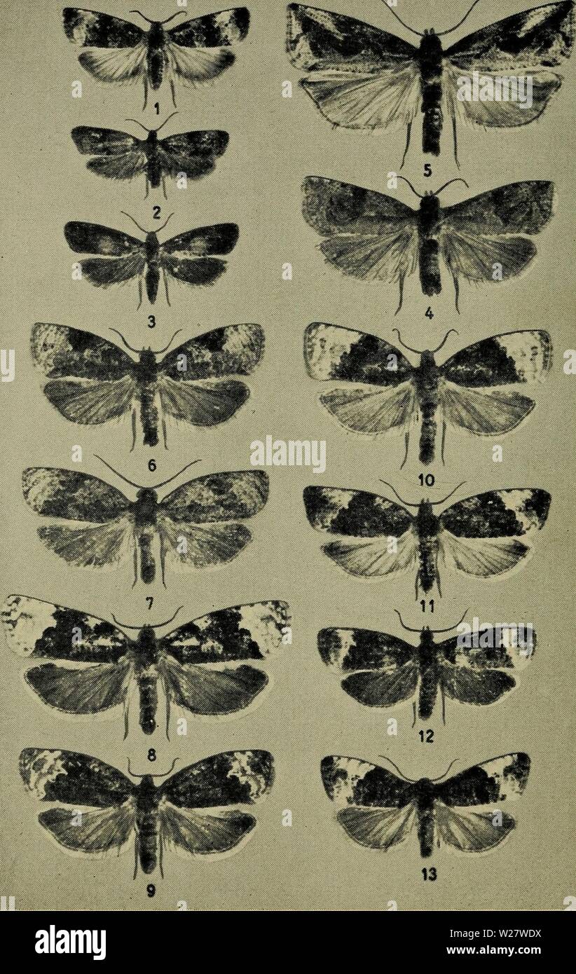 Archive image from page 319 of Danmarks fauna; illustrerede haandbøger over. Danmarks fauna; illustrerede haandbøger over den danske dyreverden..  danmarksfaunaill61dans Year: 1907  Tavle XXIV.    1. Endothenia sellana, 2. E. carbonana, 3. E. nigricostana, 4. E. eri- cetana, 5. E. antiquana, 6. Apotomis semifasciana, 7. A. hart- manniana, 8. A. corticana, 9. A. capreana, 10. A. betulaetana, 11. A. sororculana, 12. A. sauciana, 13. Argyroploce pruinana. Stock Photo