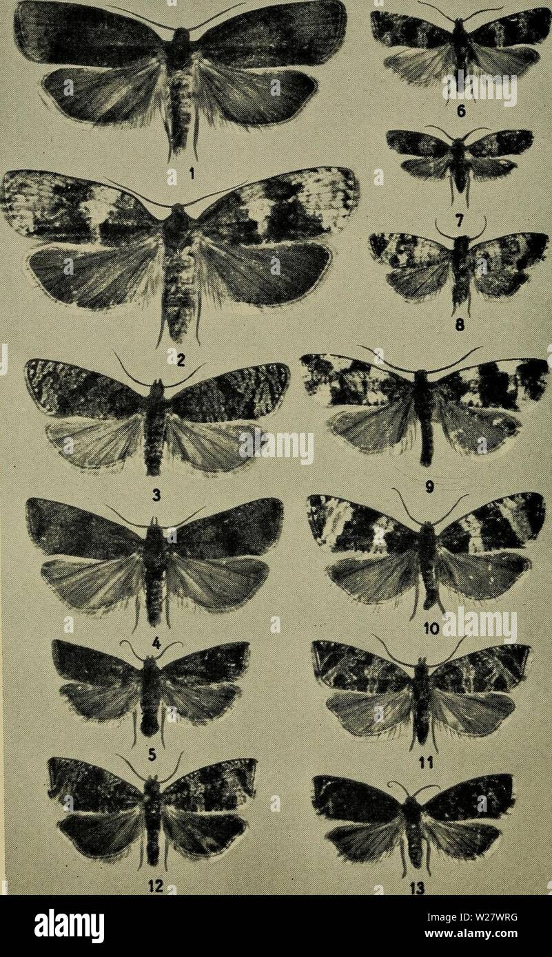 Archive image from page 321 of Danmarks fauna; illustrerede haandbøger over. Danmarks fauna; illustrerede haandbøger over den danske dyreverden..  danmarksfaunaill61dans Year: 1907  Tavle XXVI.    1. Argyroploce branderiana, 2. do. var. viduana, 3. A. mygindana, 4. A. striana S, 5. do. ?, 6. A. cespitana, 7. A. latifasciana, 8. A. ru- restrana, 9. A. charpentierana, 10. A. bipunctana, 11. A. rivulana, 12. A. lacunana, 13. do. var. rooana. Stock Photo