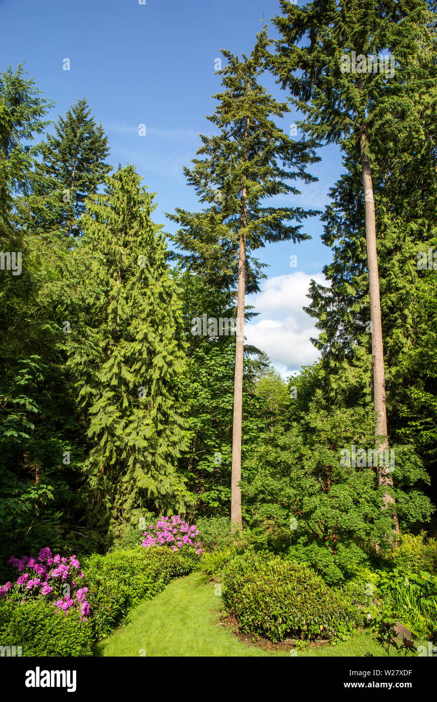 Issaquah, Washington, USA.  Landscaped Pacific Northwest backyard with Deep Pink Rhododendrons blooming and blue sky. Stock Photo