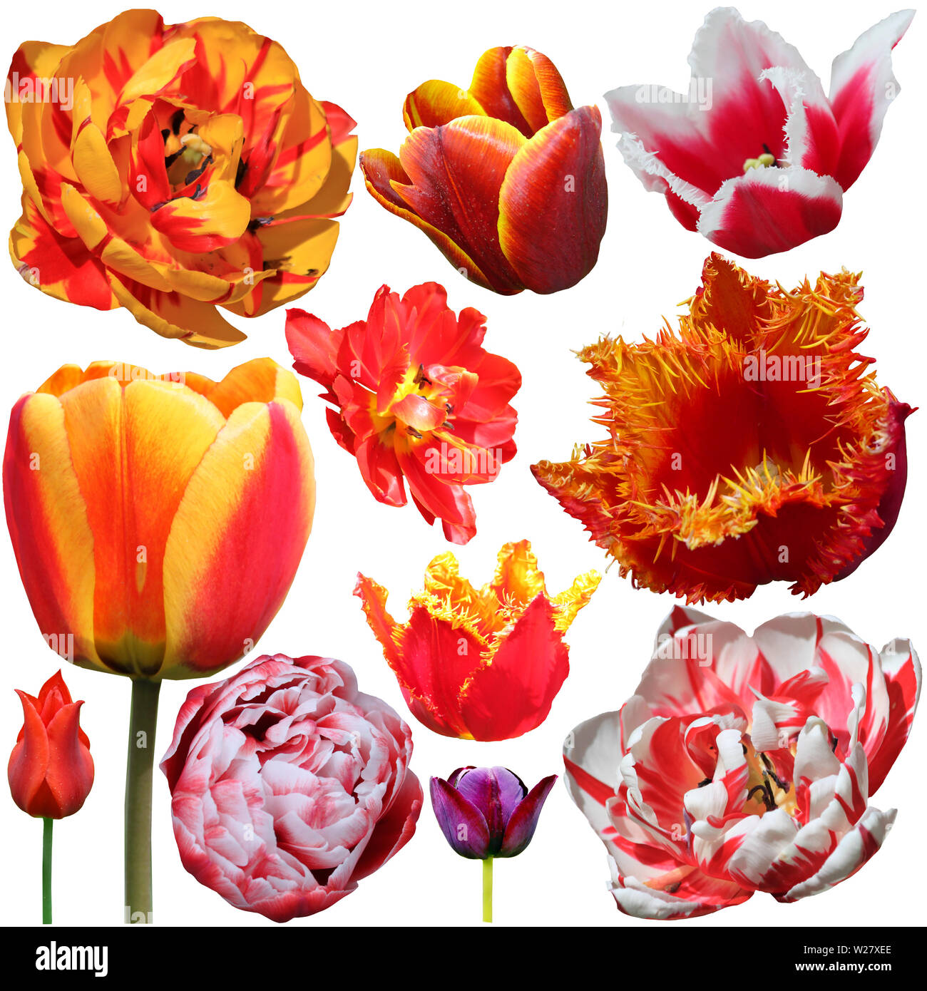 Set of Tulips Isolated on White Background Stock Photo - Alamy