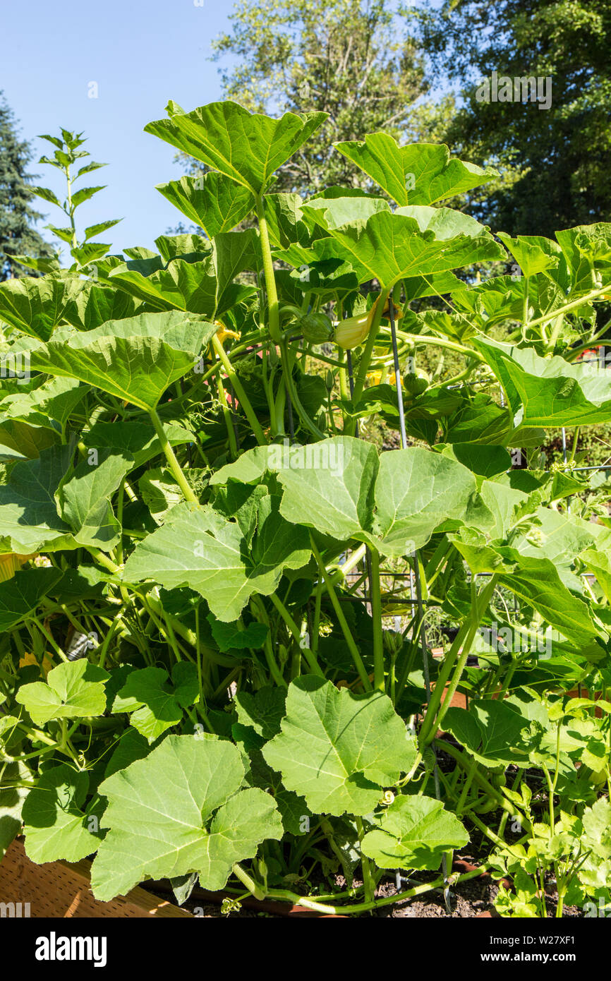 Discus Bush Buttercup squash growing in Bellevue, Washington, USA.  It is the best full-sized buttercup on the market that is produced on a true bush. Stock Photo