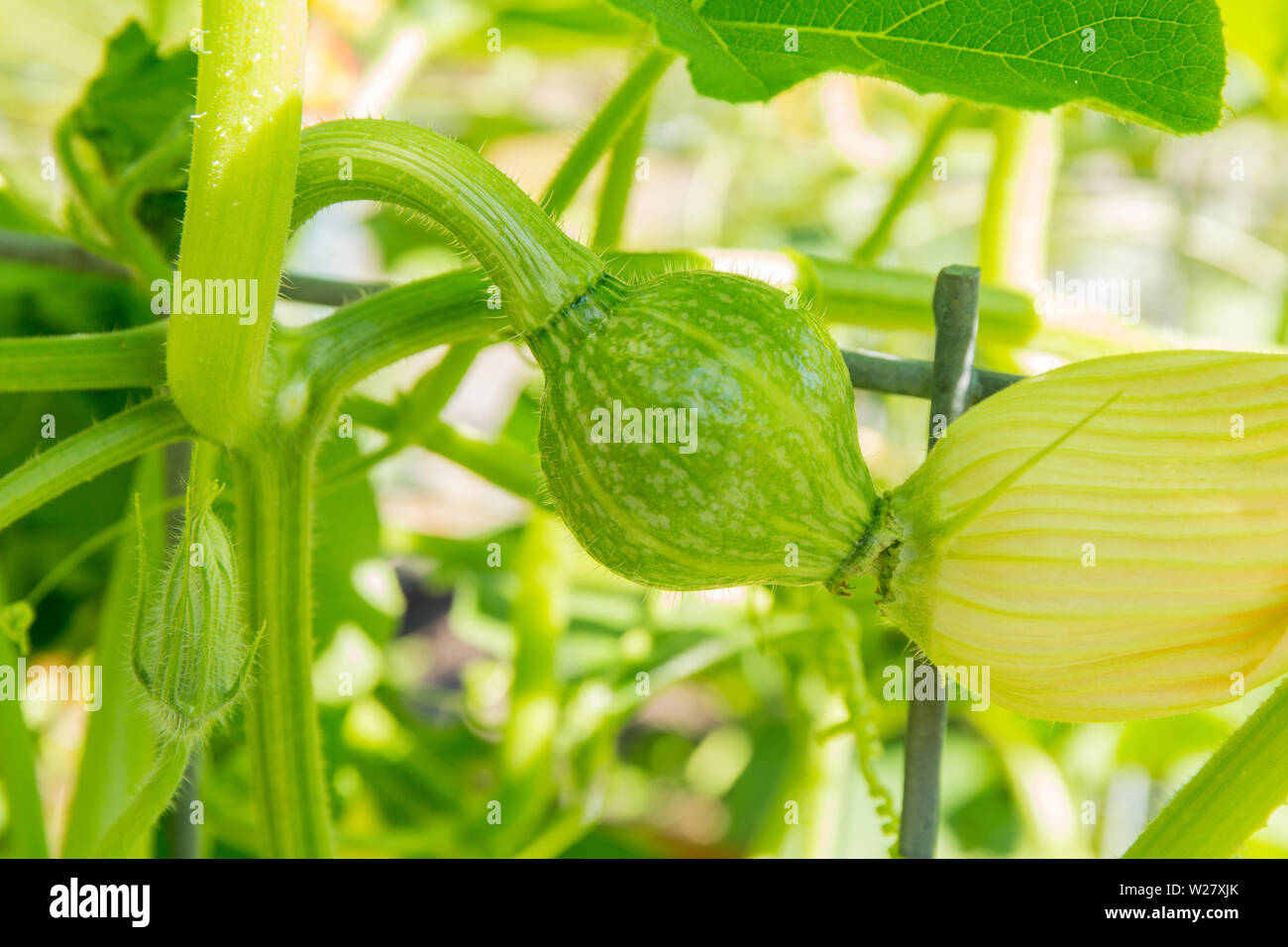 Close-up of a Discus Bush Buttercup squash growing in Bellevue, Washington, USA.  It is the best full-sized buttercup on the market that is produced o Stock Photo