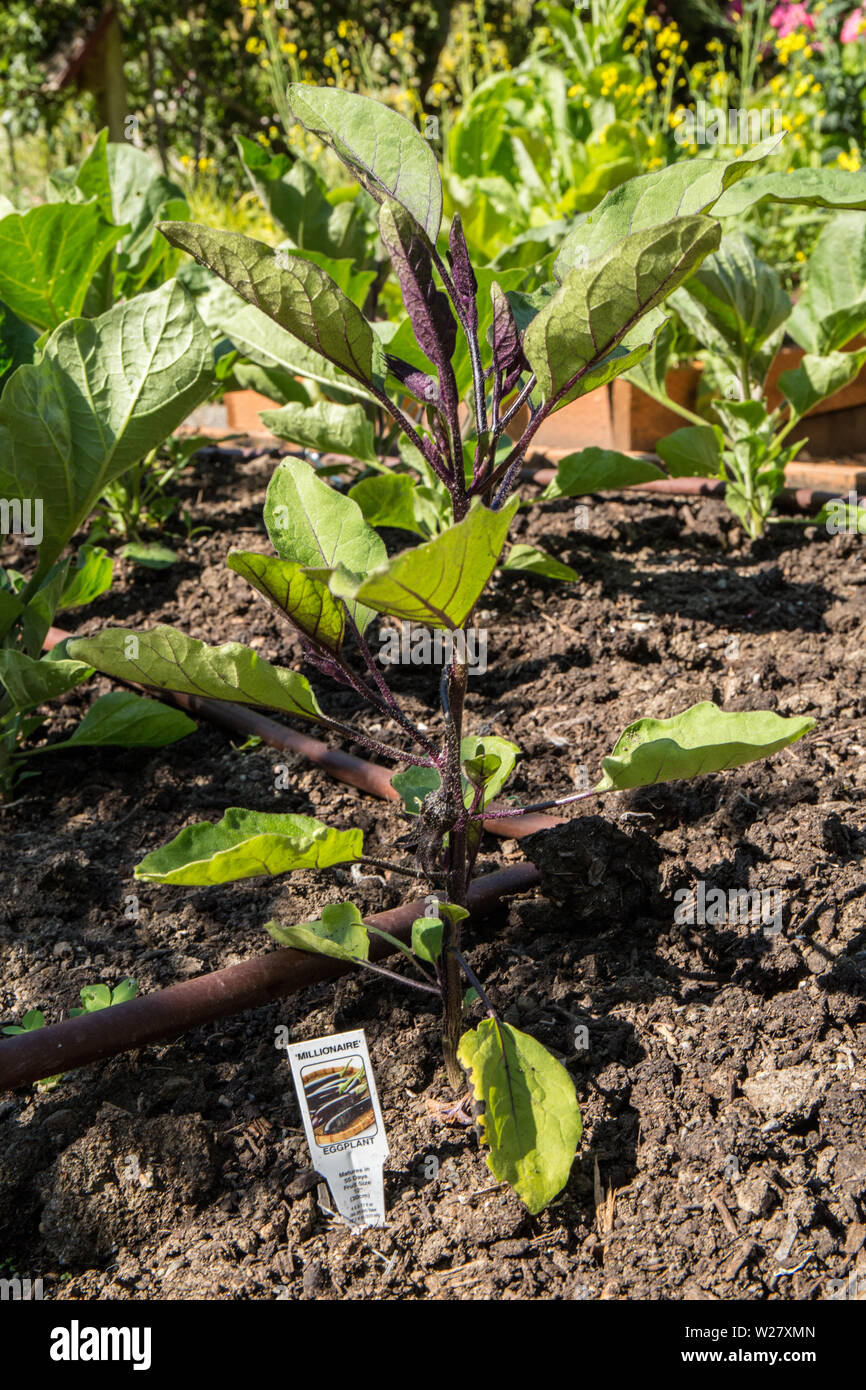 Millionaire hires stock photography and images Alamy