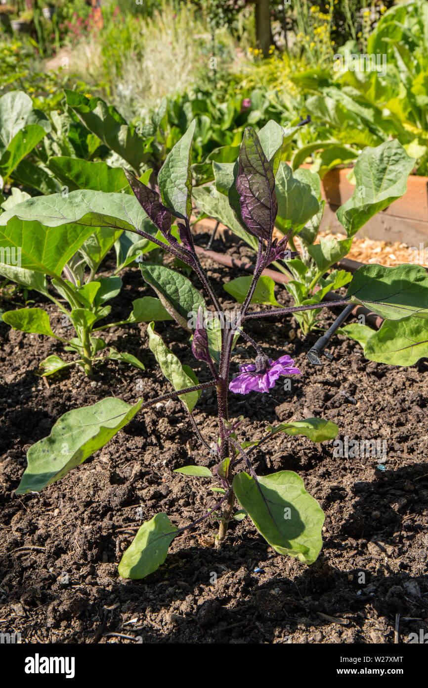 Millionaire eggplant growing in Bellevue, Washington, USA Stock Photo