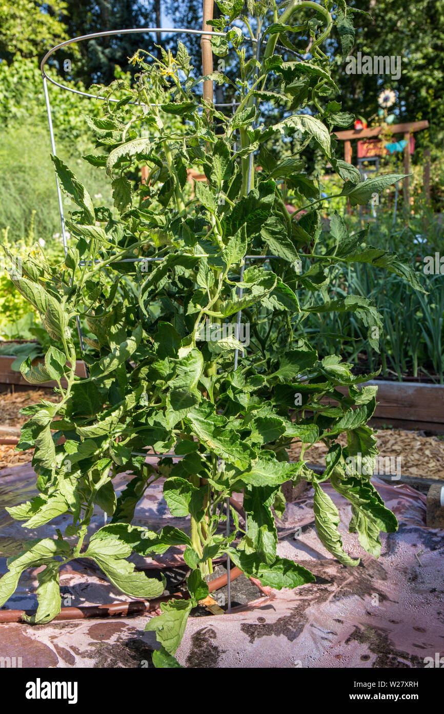 Striped Roman tomato plant (Lycopersicon lycopersicum) growing in Bellevue, Washington, USA.  The ground is covered in plastic to keep the soil warmer Stock Photo