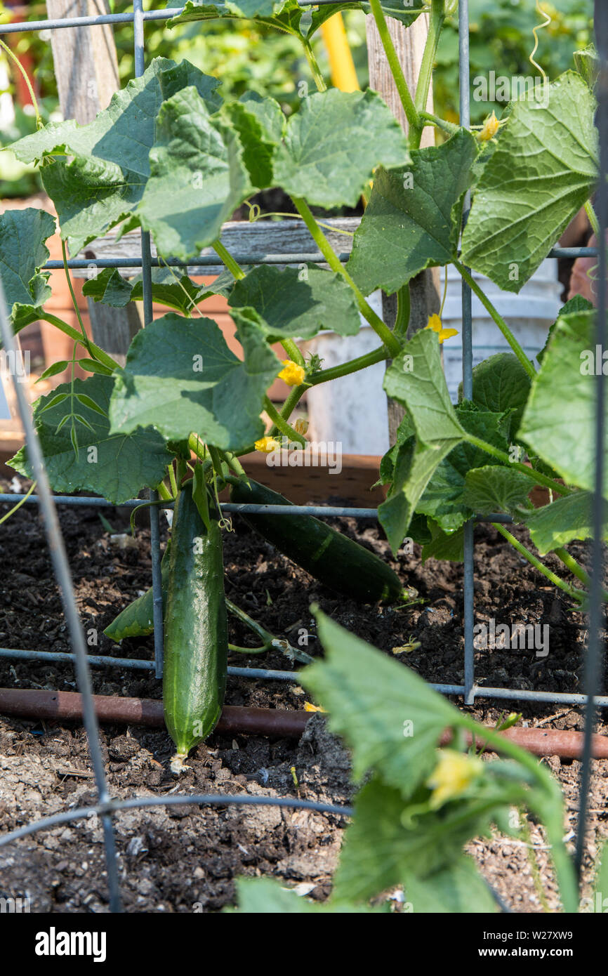 Perseus hybrid cucumber hires stock photography and images Alamy