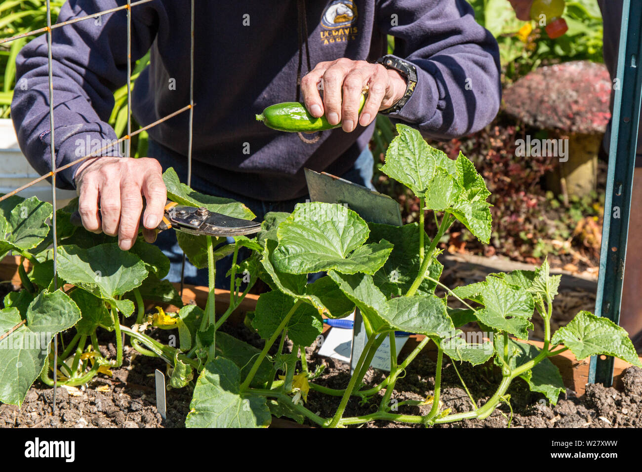 Cucumber disease hires stock photography and images Alamy