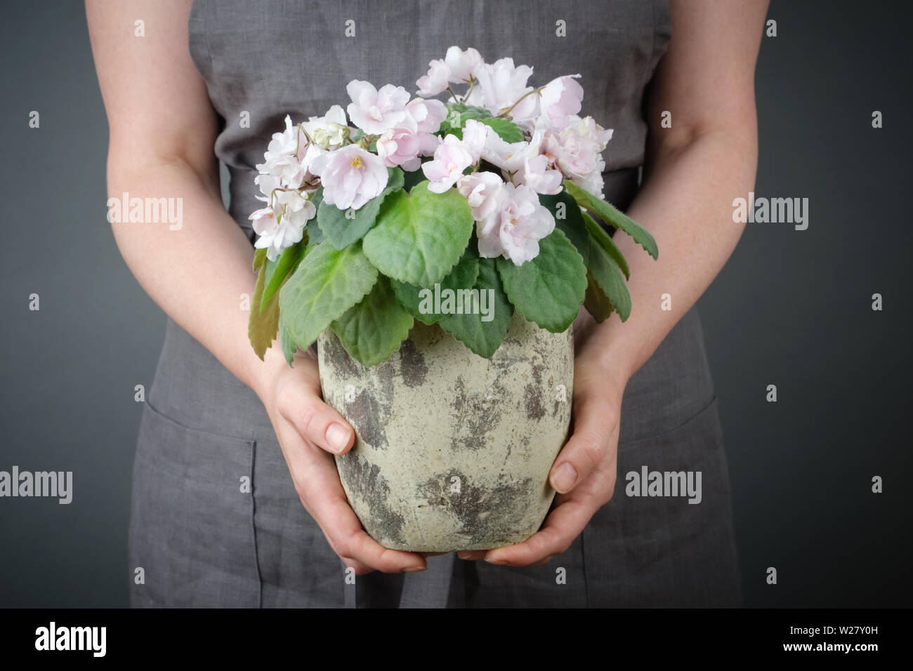 Woman holding a Potted Saintpaulia violet flower in her hands. Stock Photo
