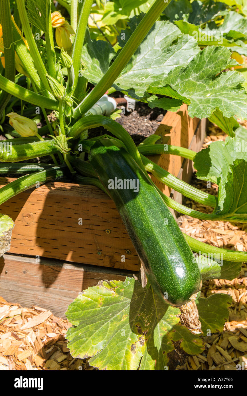 Emerald Delight squash growing in a raised bed garden in Bellevue