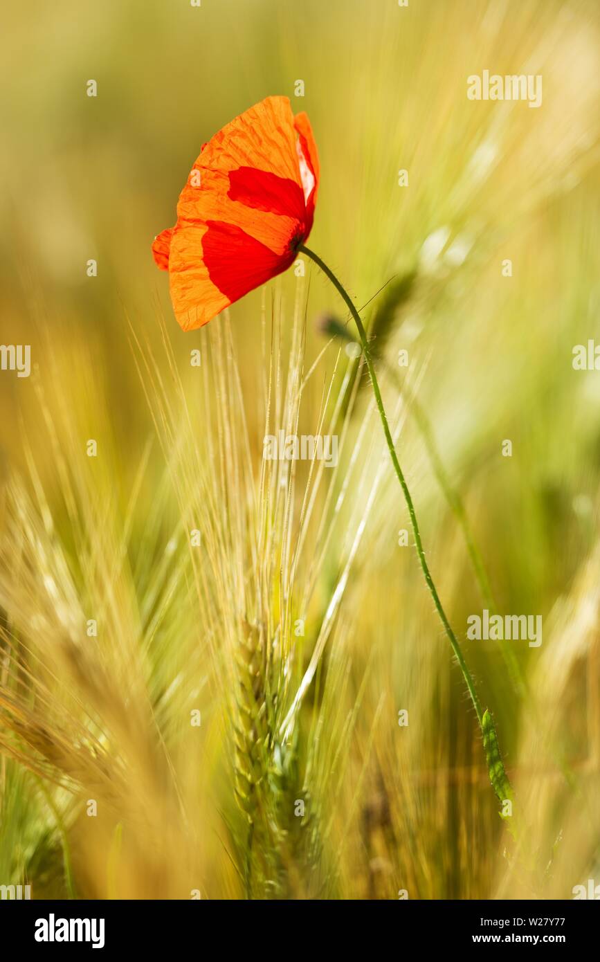 Single red Poppy flower (Papaver) flowers in the barley field, Saxony-Anhalt, Germany Stock Photo