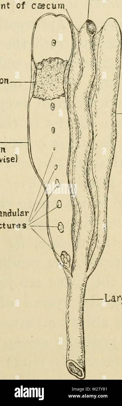 Archive image from page 328 of Department circular (1918). Department circular  departmentcircul125mass Year: 1918  (slit open lengthwise) Horinal glandular Structures    Small intestine i—Normal cascum identify the condition positively as blackhead a dead turkey should be opened. Organs diseased. — In examining the organs of a turkey which has died of blackhead the most prominent feature is usually the occurrence of gray or yellowish spots on the surface of the liver. These are readily seen and measure from a very small fraction to three-fourths of an inch across, (See Fig. 1.) The disease do Stock Photo