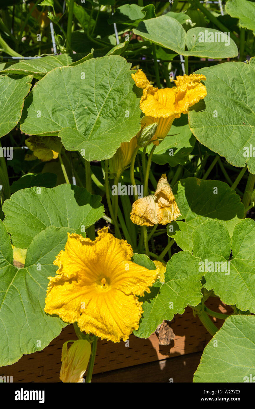 Emerald delight squash hires stock photography and images Alamy