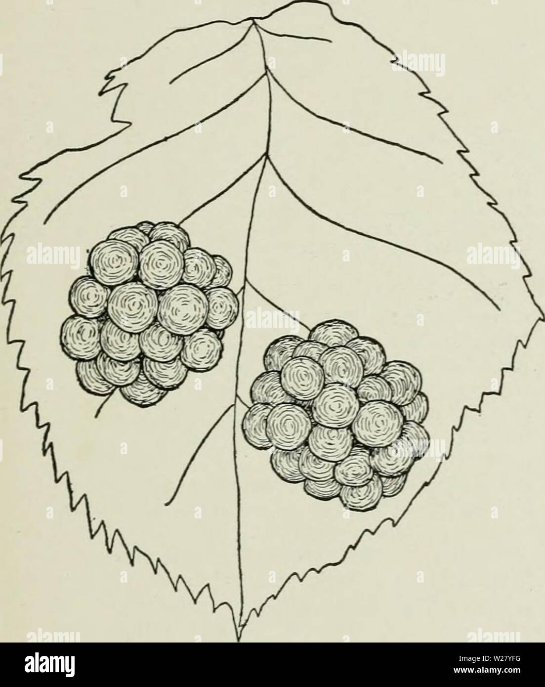 Archive image from page 330 of Cyclopedia of hardy fruits (1922). Cyclopedia of hardy fruits  cyclopediaofhar00hedr Year: 1922  GIANT HIMALAYA KITTATINNY 287 from the dreaded blackberrj'-rust. The ber- ries, when well grown, are extraordinary large, and the quality is good when the fruit is mature. Since, however, the berries remain hard and sour long after turning black, picking is often hurried, and this gives the fruit the reputation of being poor in quality. The original plant of Erie was found near Tall- madge, Ohio, about 1876. It is probably a seedling of the older Lawton, which it re- Stock Photo
