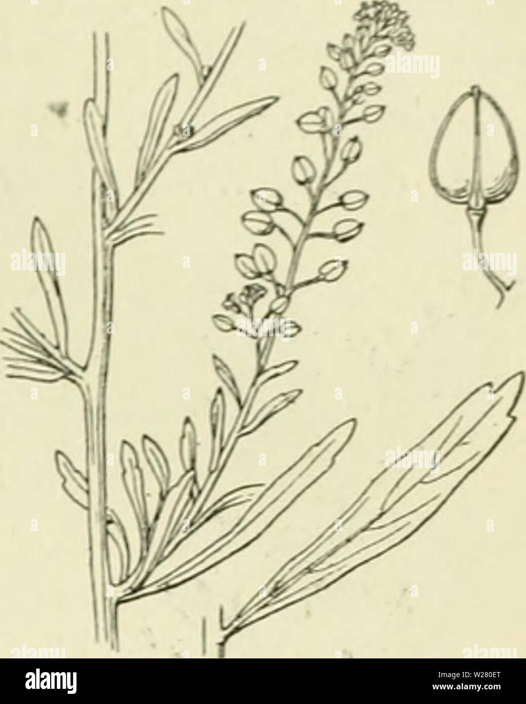 Mijn herontwerpen voor de vlaggen van de Amerikaanse staten : r/vexillology, image size:1038x1390