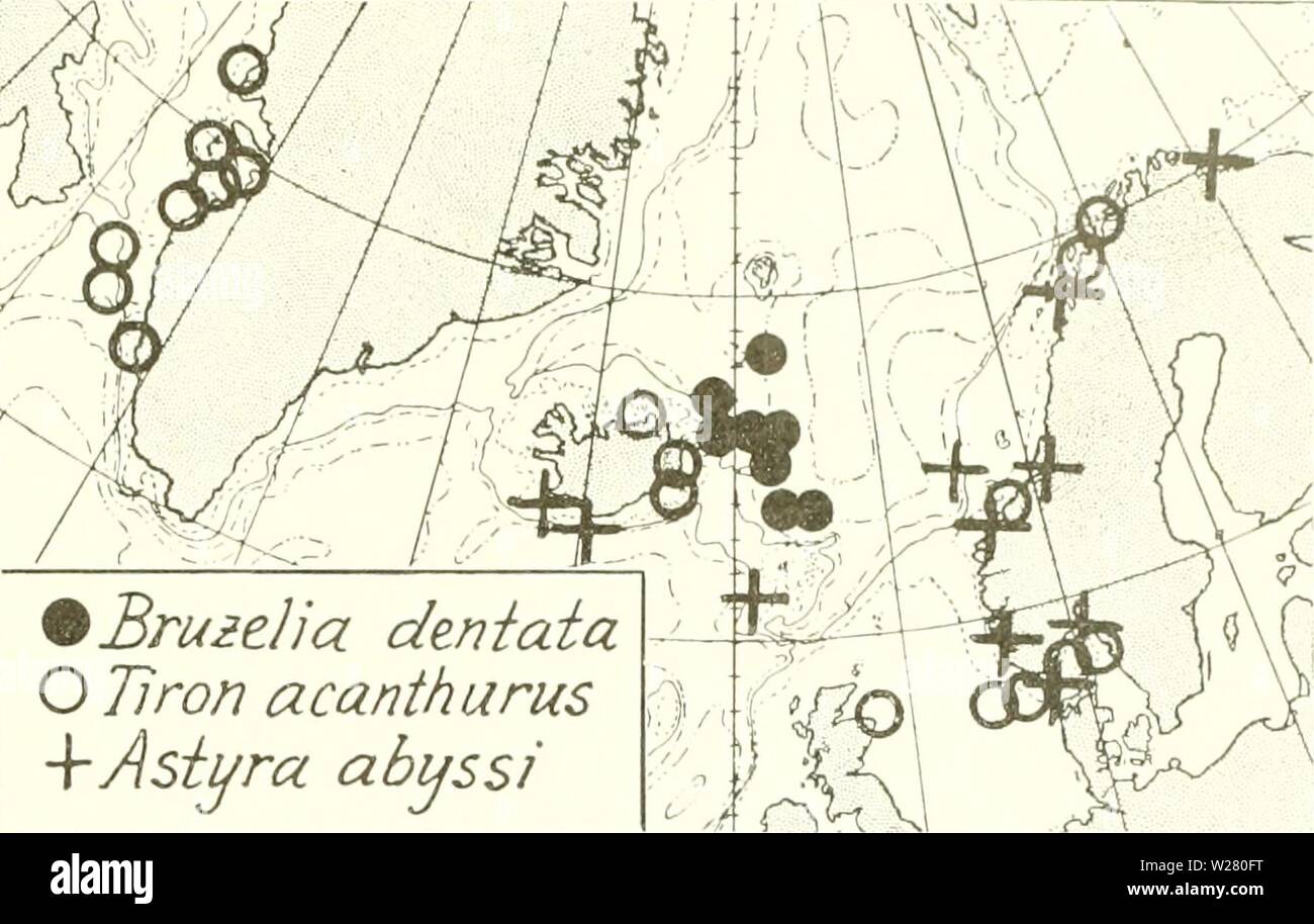 Archive image from page 334 of The Danish Ingolf-expedition (1899-1953). The Danish Ingolf-expedition  danishingolfex3cpt8daniuoft Year: 1899-1953  CRUSTACEA MALACOSTRACA. VII.    Bru2elia deniaia O Tiron acanthurus â VAstyra abyss/ Chart j.6 Bruzelia dentata, Tiron acanthurus, Astyra abyssi. (Tiron acanthurus has recently been fonnd at a few American localities outside the chart ) N. of the Faroes: ; ji/N., f&gt;Â°$j' V, 1469111., temp. : 0.9' (type-locality). S spec. (incl. j ovig.) ('Ingolf' St. 14m. The species is probably very common in the Arctic Polar Basin; it was secured at 8 stat., Stock Photo