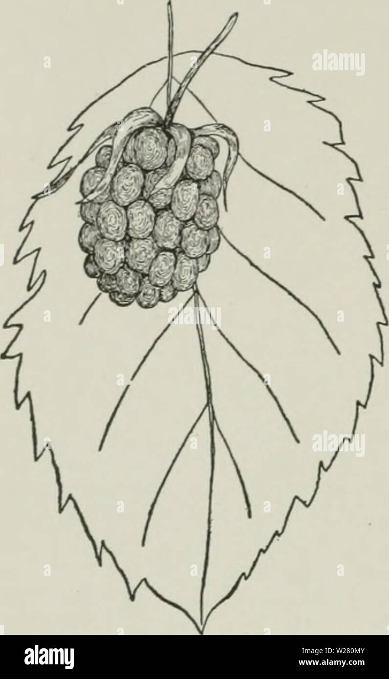 Archive image from page 335 of Cyclopedia of hardy fruits (1922). Cyclopedia of hardy fruits  cyclopediaofhar00hedr Year: 1922  292 MAYES of opinion among those who have tried it is that it gives little promise for any pur- pose. It is said to ripen its fniit later than the loganberry. On the grotmds of the New York Agricultural Experiment Station, Geneva, New York, it responds to climate and soil rather better than any other bramble of its type, but even so is of little value, and does not merit a detailed description. MAYES. Fig. 258. Austin Improved. The dewberr&gt;' and hybrids between it Stock Photo