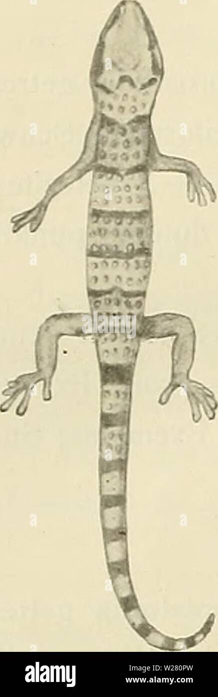 Archive image from page 335 of Denkschriften der Medicinisch-Naturwissenschaftlichen Gesellschaft zu. Denkschriften der Medicinisch-Naturwissenschaftlichen Gesellschaft zu Jena  denkschriftender16medi Year: 1879  312 F. Werner, 42 Supralabialia 99, Sublabialia 7-8. Symphysiale sehr lang und schmal, nach hinten verschmÃ¤lert, so lang wie die angrenzenden Sublabialia. RÃ¼ckentuberkel groÃ, undeutlich gekielt, in regelmÃ¤Ãigen Querreihen, durch wenige kleine KÃ¶rnerschuppen voneinander getrennt. Auch die Oberseite der GliedmaÃen mit vergrÃ¶Ãerten Tuberkelschuppen und ebenso die BasalhÃ¤lfte des S Stock Photo