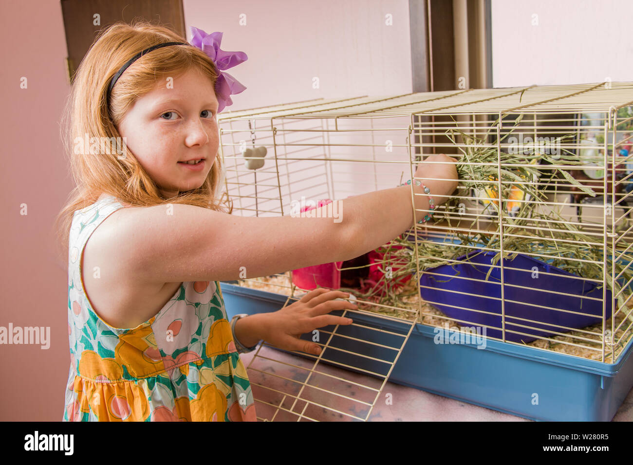eight-year-old-girl-feeding-alfalfa-to-her-guinea-pig-in-its-cage-stock