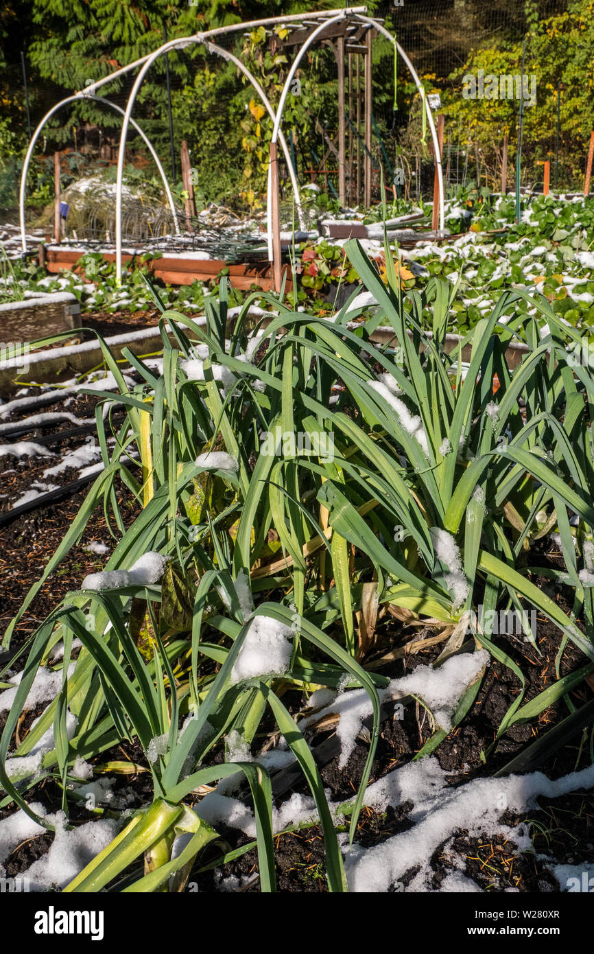 Issaquah, Washington, USA.  Over-wintering leeks covered by snow in a community garden. Stock Photo