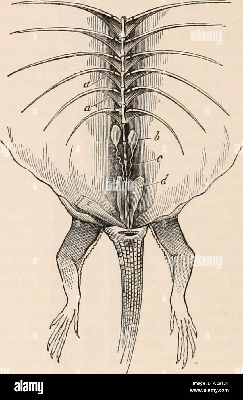 Archive image from page 339 of The cyclopædia of anatomy and. The cyclopædia of anatomy and physiology  cyclopdiaofana0401todd Year: 1847  Male Organs of Generation, and Kidney of the Tortoise. (After Bojanus. M, M', the urinary bladder laid open; o, the left kidney; r, the renal capsule; 8, uriniferous tubes derived from the kidney, which by their union form the ureter; N, ureter; F, common termination of the ureter and of the vas deferens at the neck of the blad- der, close to the commencement of the urethral groove; M, ditto of the opposite side; y, the testes; c, the vas deferens; E, the b Stock Photo