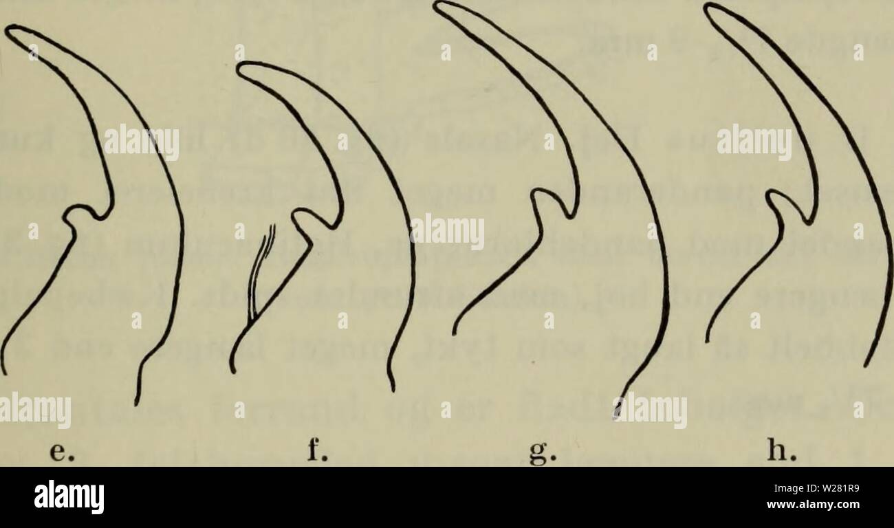 Archive image from page 342 of Danmarks fauna; illustrerede haandbøger over. Danmarks fauna; illustrerede haandbøger over den danske dyreverden..  danmarksfaunaill76dans Year: 1907  Fig. 31. Dyschirius. Kindbakker, a. thoracicus; b. obscurus; c. ini- punctipennis; d. chalceus; e. politus; f. salinus; g. sp. A.; h. sp. B. mere eller mindre tydelig tilbagebøjet spids og med en svag bule på skæreranden. Kæbepalpernes 2. led omtrent dobbelt så langt som tykt, meget længere end 3. Længde 6-71/2 mm. 2. D. obscurus Gyll. Panderanden (fig. 30 b) falder på hver side af nasale i to veladskilte, lige sto Stock Photo