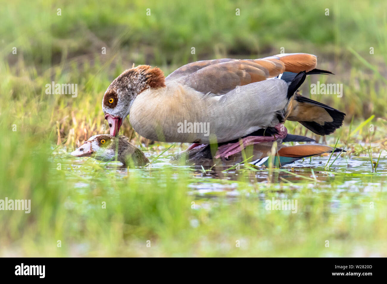 Egyptian goose (Alopochen aegyptiaca) bird couple mating in water of shallow pond. This bird is a problematic quick reproductive invasive species in m Stock Photo
