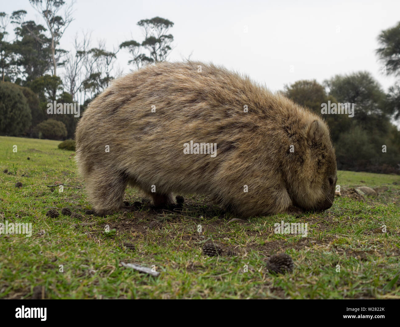 Wombat grazing in the grass Stock Photo - Alamy