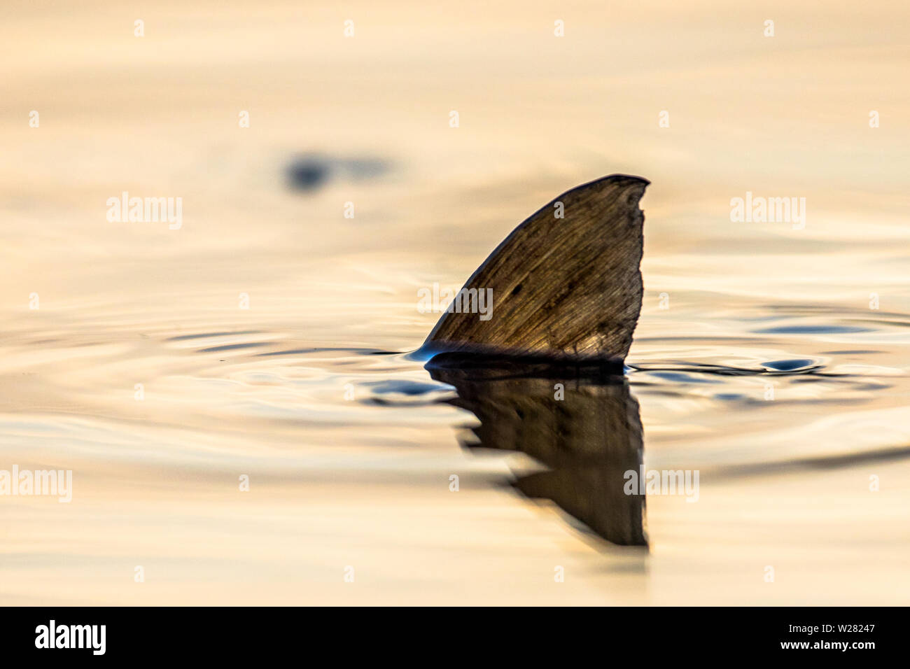 European carp (Cyprinus carpio) spawning eggs underwater in shallow water of lake at sunset. Only fin is visible. Stock Photo