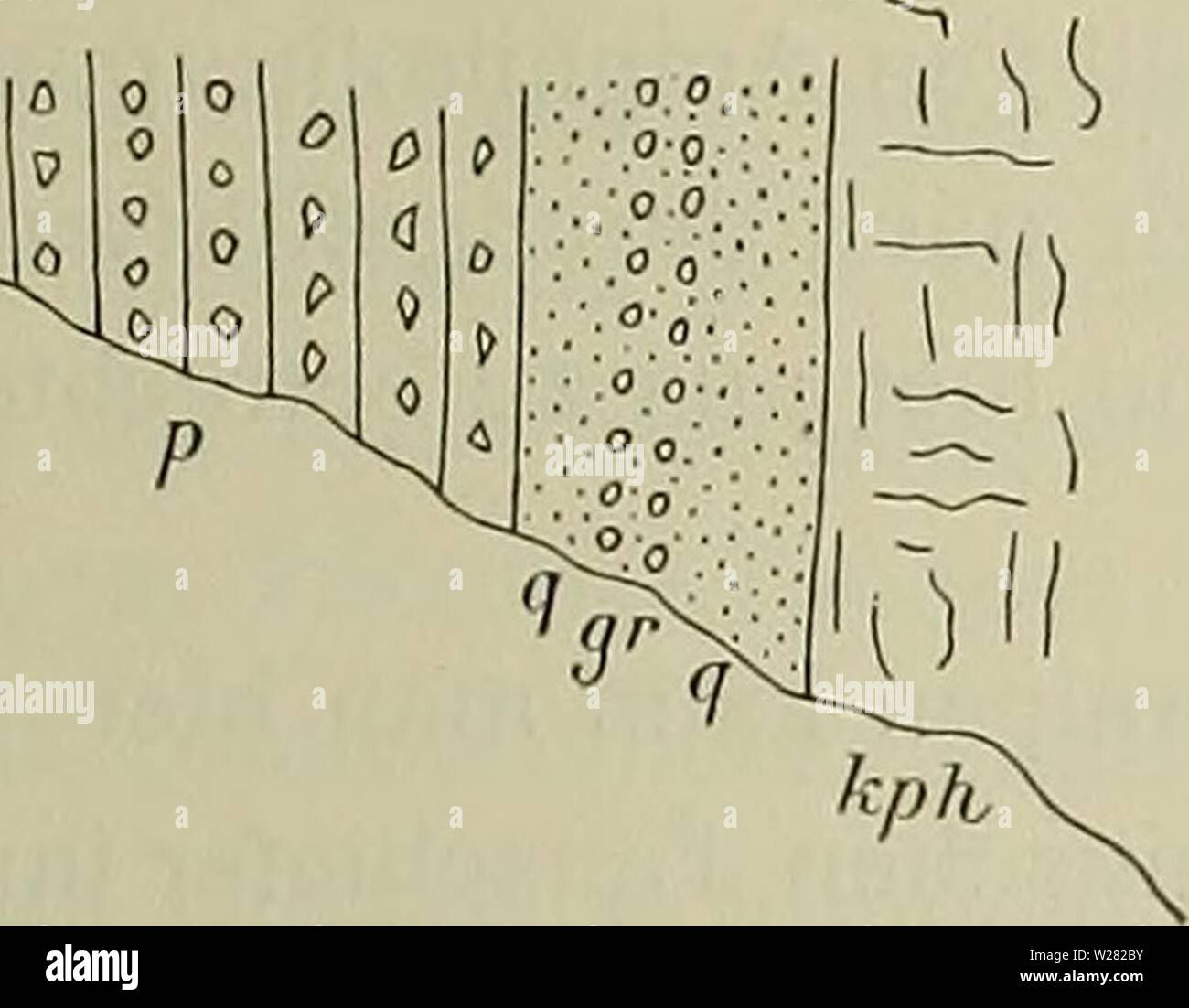 Archive image from page 346 of Denkschriften - Österreichische Akademie der. Denkschriften - Österreichische Akademie der Wissenschaften  denkschriftens821914akad Year: 1850  B. Sander, 271 Aus diesem Detailprofil ist namentlich die Wiederholung der Quarzite in Gesellschaft von Ton- schiefer und Grauwacken-»Gneis« und das Auftreten der Graphitquarzite für spätere Vergleiche zu beachten. Weiter westlich und wieder in der Zone des Basalquarzits finden wir diesen westlich von der Langen Wand schneeweiß und rötlich vollständig gleich den Quarziten, welche weit von der Hochstegen- zone entfernt der Stock Photo
