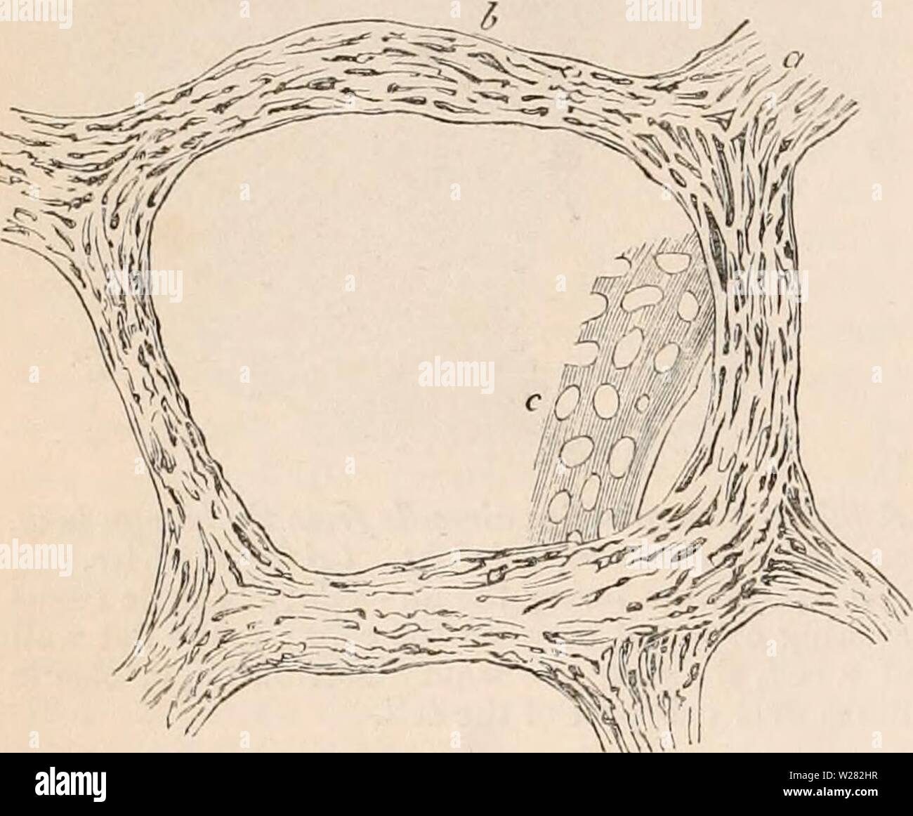 Archive image from page 347 of The cyclopædia of anatomy and Stock ...