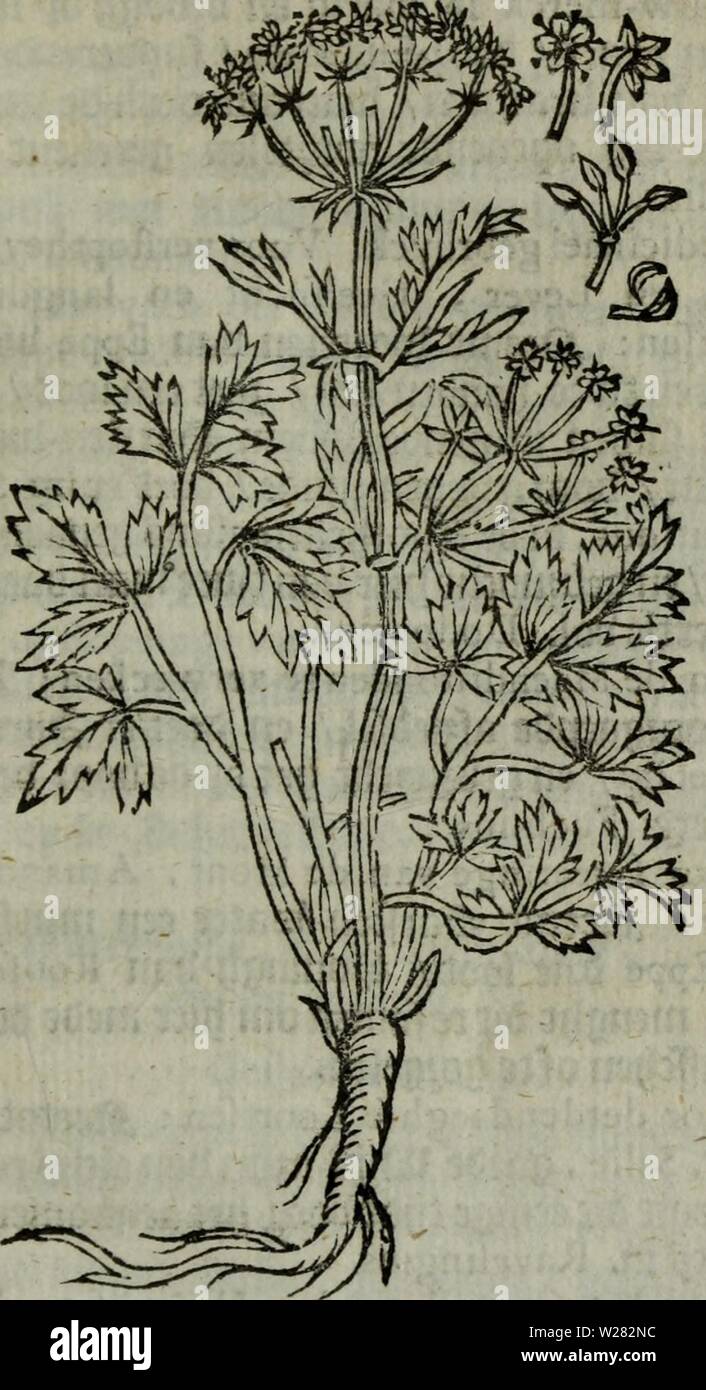 Archive image from page 348 of De Nederlandtse herbarius, of, Kruydt-boeck. De Nederlandtse herbarius, of, Kruydt-boeck : beschryvende de geslachten, gedaente, plaetse, tijt, oeffeningh, aert, krachten, en medicinael gebruyck van alderhande boomen, heesteren, boom-gewassen, kruyden en planten, die in de Nederlanden in 't wilde gevonden, ende in de hoven onderhouden worden : als mede de uytlandtsen of vreemde droogens, die gemeenlijck in de apothekers winckels gebruyckt worden : uyt verscheyde kruydt-beschrijvers tot nut van alle natuur-kunders, geneesmeesters, apothekers, chirurgijns, en liefh Stock Photo