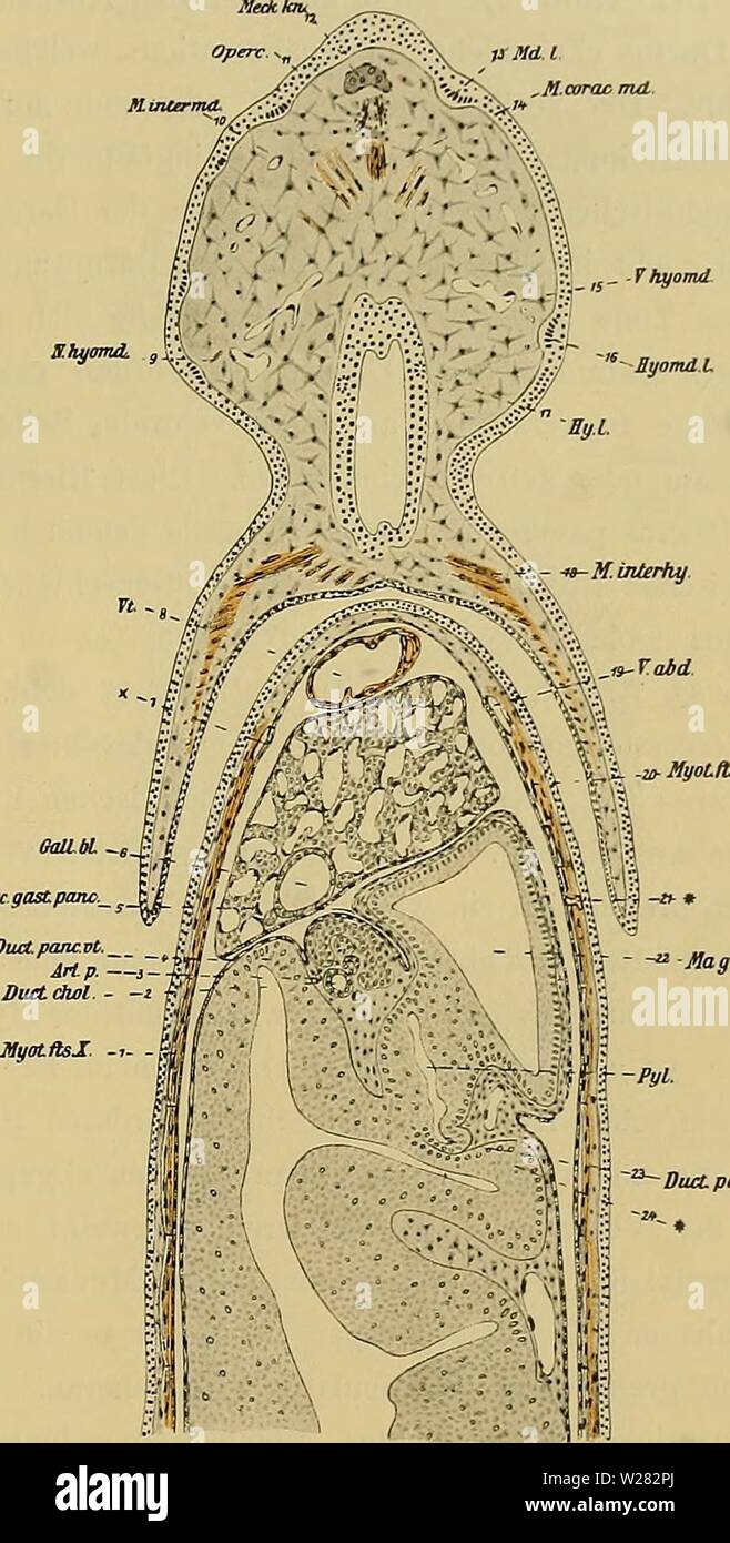 Archive image from page 348 of Denkschriften der Medicinisch-Naturwissenschaftlichen Gesellschaft zu. Denkschriften der Medicinisch-Naturwissenschaftlichen Gesellschaft zu Jena denkschriftender47medi Year: 1879 6i3 Entwicklungsgeschichte des Kopfes und des Blutgefässsystems von Ceratodus forsteri. 1273 schnürungsstellen. Das 60—70 /n hohe Magenepithel ist von einer dünnen Schichte spindeliger Binde- gewebszellen mit einem weitmaschigen Gefässnetz und der Splanchnopleura umgeben und vollkommen von der Leber abgegrenzt. Zu beiden Seiten weist die Leberoberfläche eine leichte Ein furch ung auf, Stock Photo