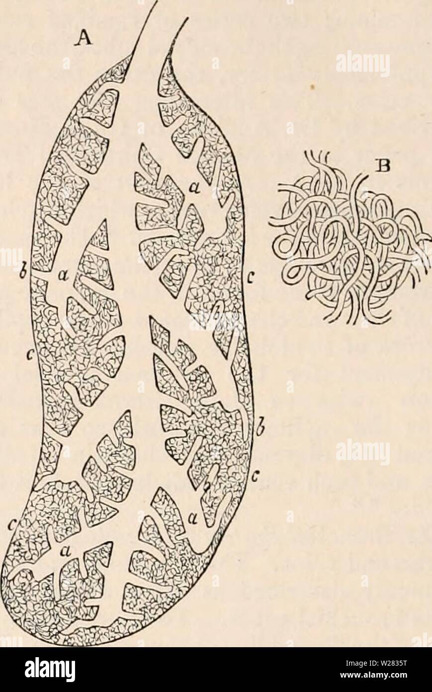 Archive image from page 351 of The cyclopædia of anatomy and Stock ...